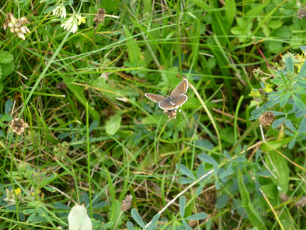 Blühende Wiese mit Bläuling