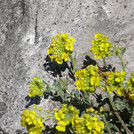 Alyssum moellendorfianum