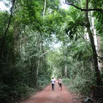 in the forest