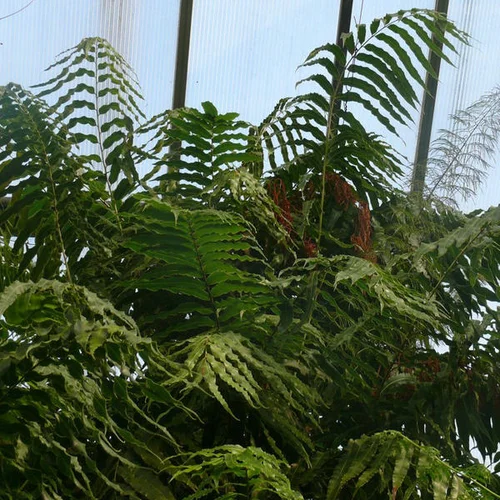 Stenochlaena tenuifolia