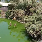 Sewage ponds at Klein Aub, Namibia