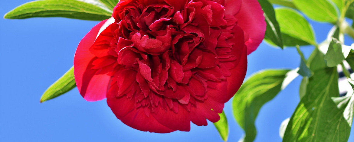 red peony in front of a blue sky