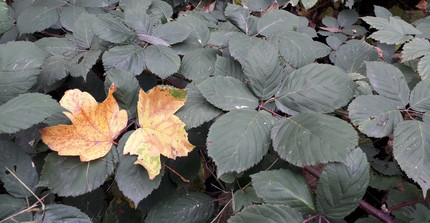 zwei herbstlich gefärbte Blätter inmitten von grünen Blättern, deren Pflanzen auch Dornen tragen