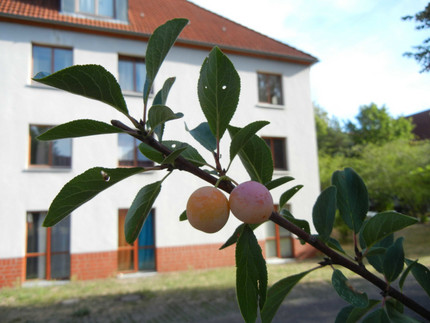 Mirabelle plum tree with fruits in late summer 2018