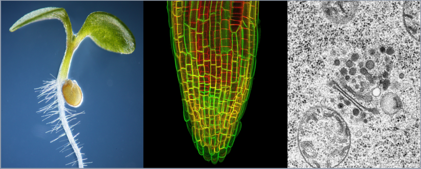 Arabidopsis-Keimling, Wurzelzellen, trans-Golgi Netzwerk