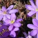 Das Leberblümchen - Hepatica nobilis
