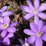 Das Leberblümchen - Hepatica nobilis