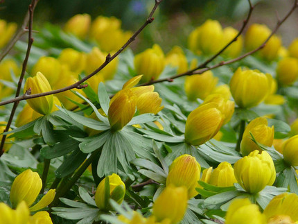 Kleiner Winterling - Eranthis hyemalis