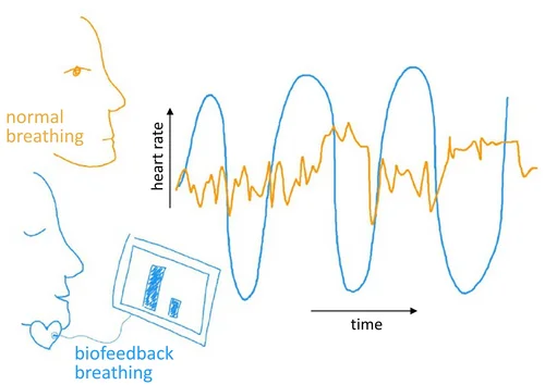 Grafik, die darstellt, wie Herzrate und Biofeedback zusammen verarbeitet werden