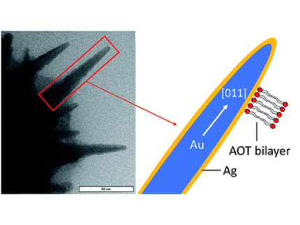 SEM image and schematic of Gold nanostars with different surfactants