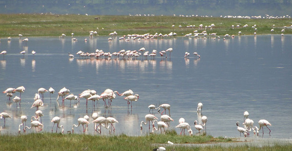 Der alkalische Nakuru-See in Kenia ist reich am Cyanobakterium Spirulina platensis, dem Grundnahrungsmittel des Zwergflamingos. Durch den vermehrten Regenfall während der letzten Jahre verschwinden zunehmend das Bakterium und mit ihm die Flamingos. | Bildrechte: Martin Trauth