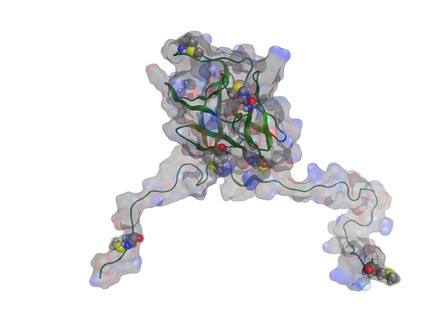 FGF23-Molekül