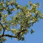 Robinie - Robinia pseudoacacia