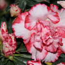 rosa weiße handtellergroße Azaleenblüte