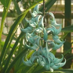 Jadewein - Strongylodon macrobotrys