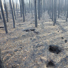 Foto verbrannter Kiefernfrost