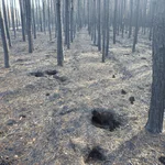 Foto verbrannter Kiefernfrost