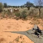 Drone over a landing mat with cows looking at it from the background