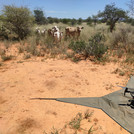 Drone over a landing mat with cows looking at it from the background