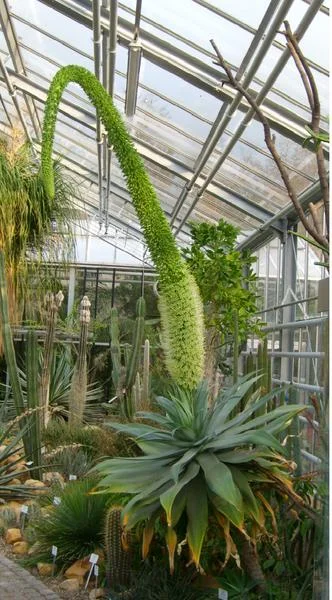 Schwanenhals-Agave - Agave attenuata