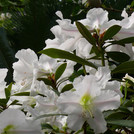 weiße Rhododendronblüten