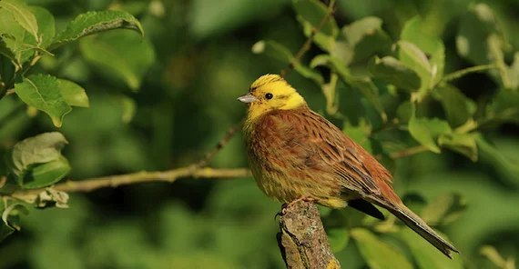 A yellowhammer sitting in a tree.