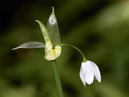 Wunder-Lauch - Allium paradoxum
