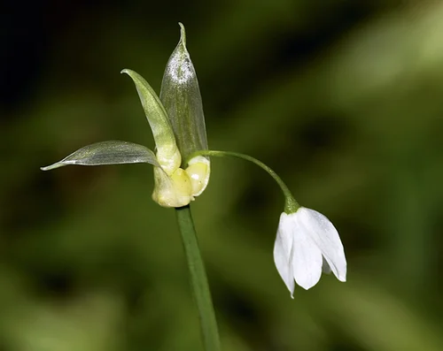 Wunder-Lauch - Allium paradoxum