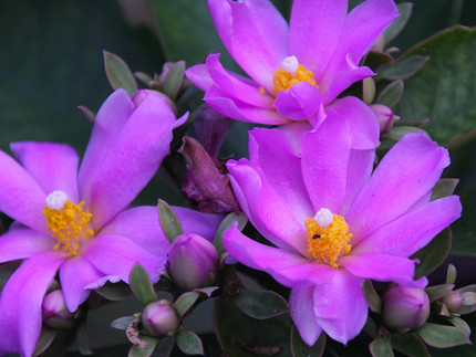 leuchten pinkfarbene 3 cm große Blüte mit gelben Pollen