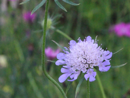 hellblaue Korbblüte