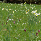 Zwiebelblumenwiese mit Schachbrettblume und Narzissen