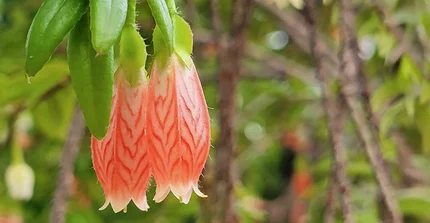 Detailfoto gestreifter Blüten der Schlangen Agapetes.
