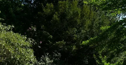 Blick auf den Rhododendronhang