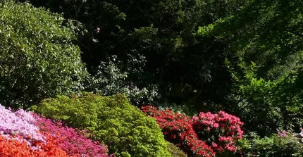 Blick auf den Rhododendronhang