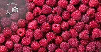 Foto Himbeeren