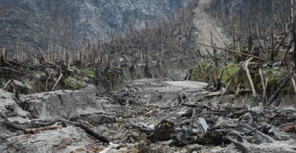 Ecogeomorphology under disturbance