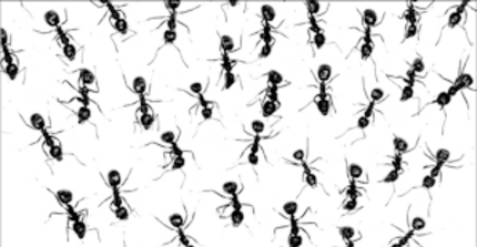Das Cover des Buches "What is a Complex System" von James Ladyman und Karoline WIesner. Es zeigt Ameisen, die von oben ins Bild laufen.