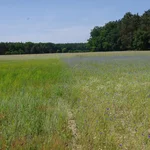 grass, woods in the background