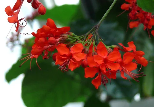 Prächtiger Losbaum - Clerodendrum splendens
