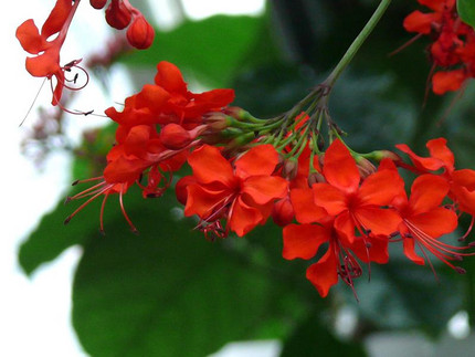 Prächtiger Losbaum - Clerodendrum splendens