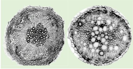 Cross sections of Arabidopsis hypocotyls