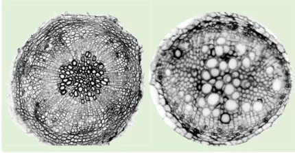 Cross sections of Arabidopsis hypocotyls