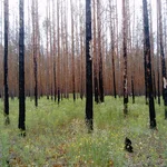 Blühendes Wald-Greiskraut auf einer Waldbrandfläche