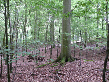 Rot-Buche (Fagus sylvatica)