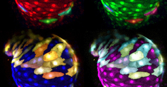Zebrafischherz in vier Farbvariationen in einer der getesteten genetischen Varianten, die zu einem massiven Wachstum des Vorhofes führen. Durch eine Mehrfarben-Mosaik-Markierung des Herzmuskelgewebes in Kombination mit einer hochauflösenden 4D-Konfokalmikroskopie können die genauen dreidimensionalen Änderungen der Zellgrößen bestimmt werden. | Foto: Seyfried.