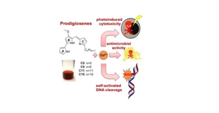 Prodigiosion-Moleküle binden an Cu2+-Ionen und können so Krebszellen und Bakterien abtöten sowie DNA spalten