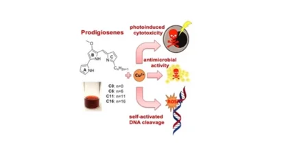 Prodigiosion-Moleküle binden an Cu2+-Ionen und können so Krebszellen und Bakterien abtöten sowie DNA spalten