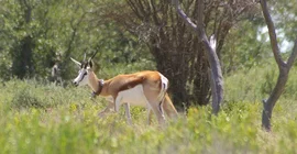 Springbok with tracking collar.