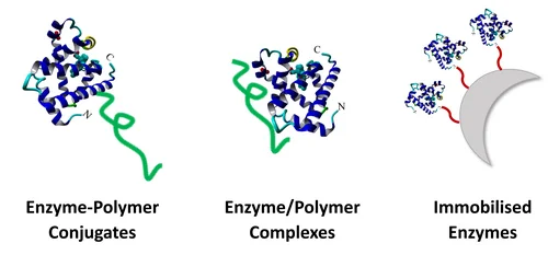 Diagram showing different methods of enzyme-polymer linkage: on the left an enzyme-polymer conjugate with a covalently bound polymer chain, in the middle an enzyme/polymer complex with non-covalent interaction, and on the right immobilized enzymes attached to a solid surface via polymers.