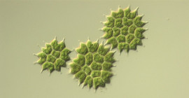 Die Grünalge Pediastrum. Foto: Christina Schirmer